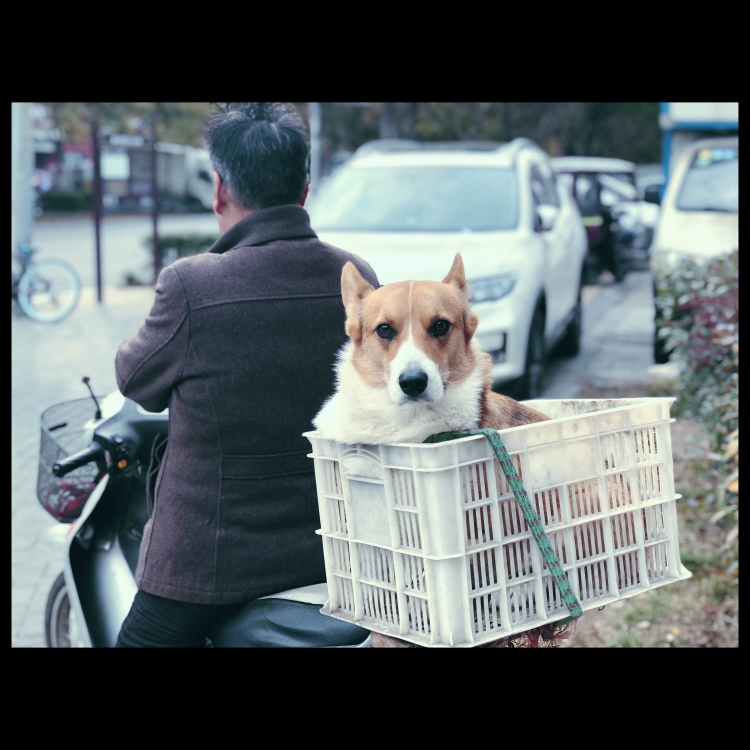 关于关-河南省·洛阳市·洛龙区-B站/微博/小红书-业余摄影爱好者，不是专业摄影师，想要拍摄什么风格都可，本人很好沟通，尽量拍的让您满意，如果您相信我